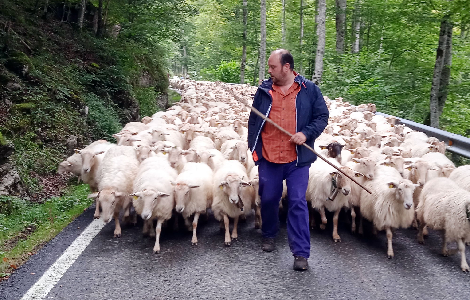 A different activity for groups in Gipuzkoa, a unique experience visiting our farm and artisanal cheesemaking dairy