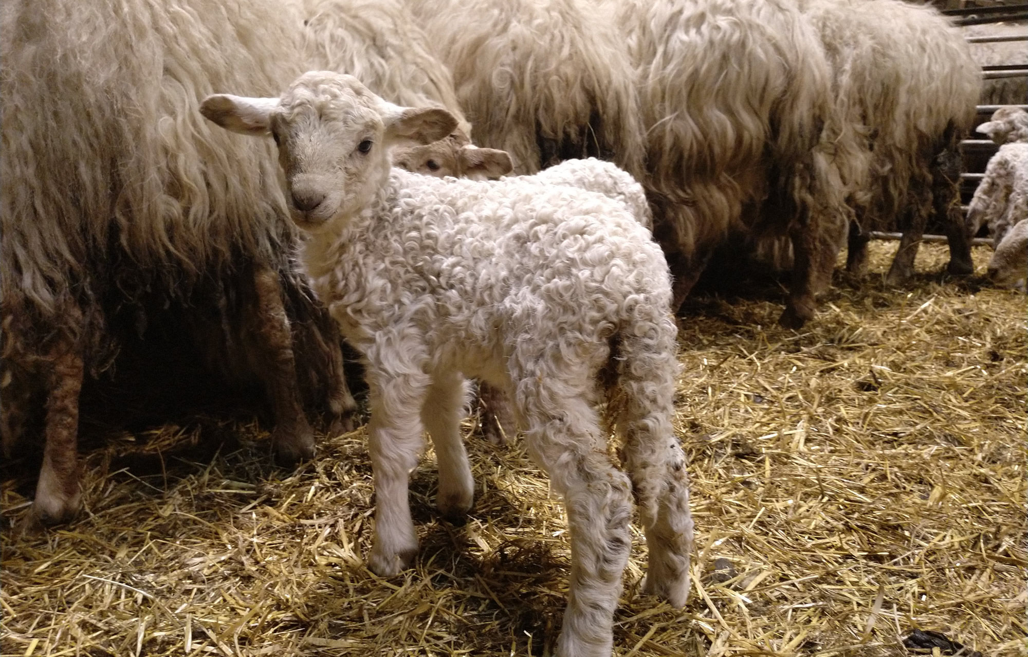 Un buen plan con niños en Donostia, contacto con los animales, conocer desde dentro una quesería artesana