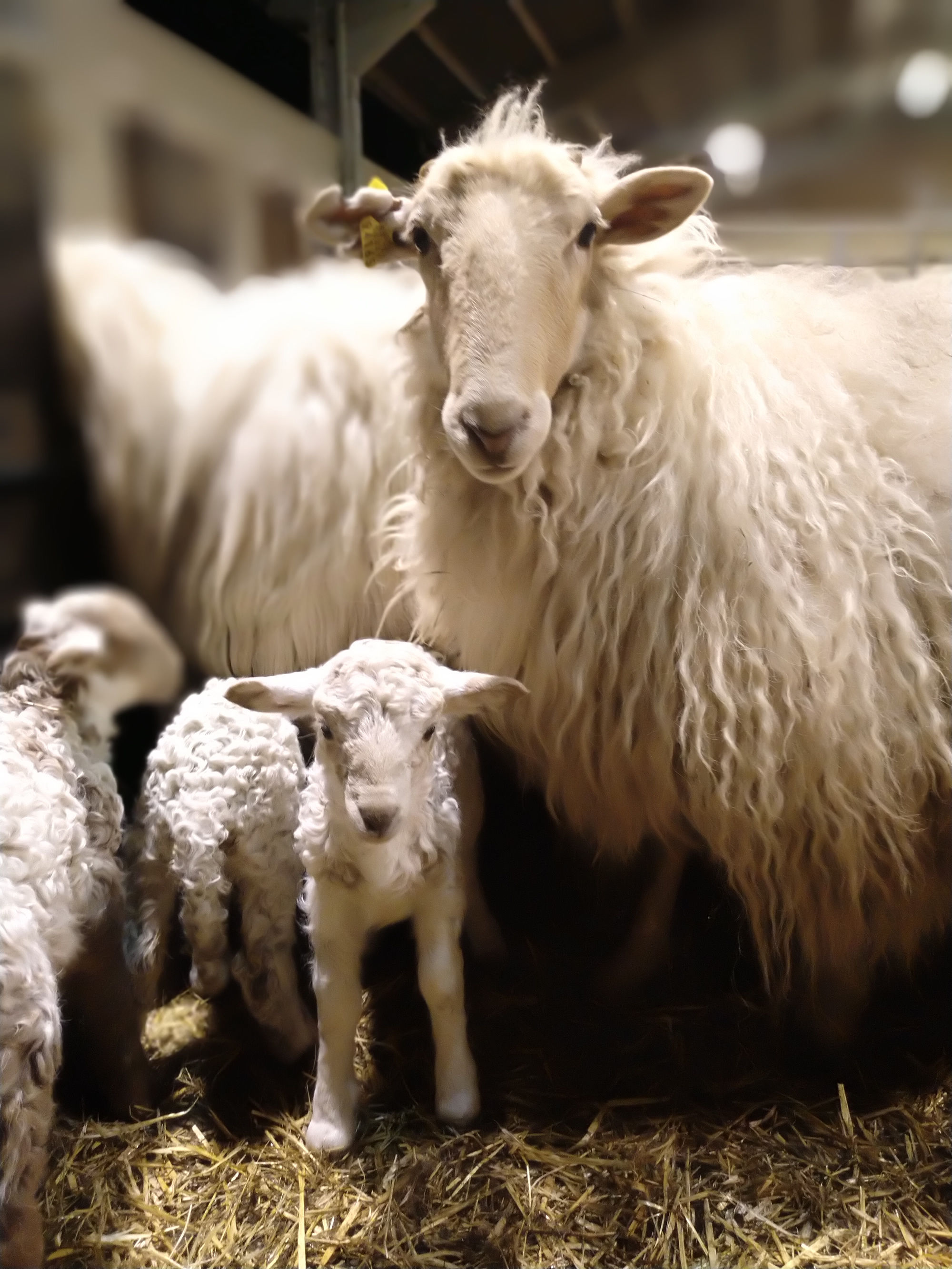 Book your guided tour of our Adarrazpi cheesemaking dairy in Spanish, Basque or English at Donostialdea