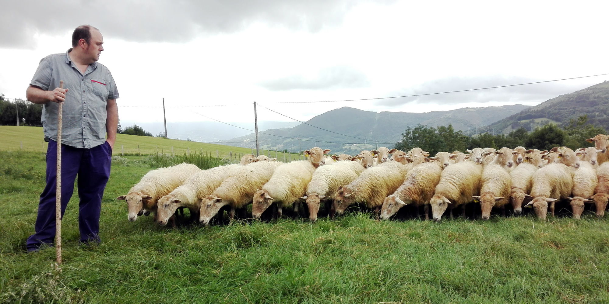 Artisanal cheeses made at the Adarrazpi dairy